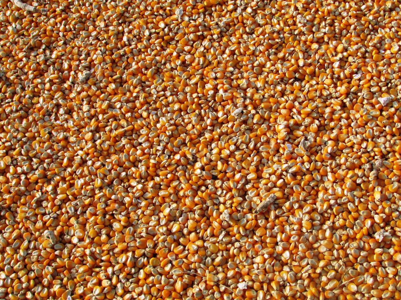 Czy kukurydza gnieciona jest dobra jako karma dla zwierząt hodowlanych?